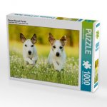 Parson Russell Terrier (Puzzle)