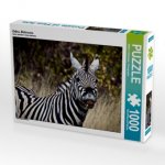 Zebra, Botswana (Puzzle)