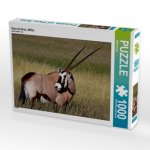 Oryx im Gras, Afrika (Puzzle)