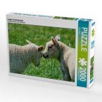 junge Texelscharpie (Puzzle)