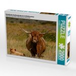 Schottische Hochlandrinder bei de Bollekammer (Puzzle)