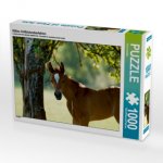 Süßes Vollblutaraberfohlen (Puzzle)