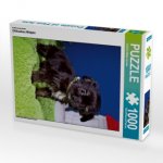 Ein Motiv aus dem Kalender Chihuahua Welpen (Puzzle)