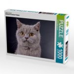 Ein Motiv aus dem Kalender Britisch Kurzhaar Katzen (Puzzle)
