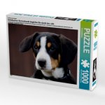 Ein Motiv aus dem Kalender Entlebucherr Sennenhunde begleiten Sie durch das Jahr (Puzzle)