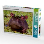 Das Flusspferd hat sich eine Krone aufgesetzt. (Puzzle)