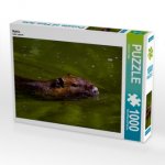 Nutria (Puzzle)