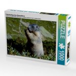 Fotoshooting eines Murmeltieres (Puzzle)