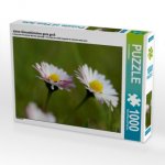 kleine Gänseblümchen ganz groß (Puzzle)
