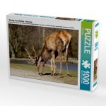 Könige des Waldes - Hirsche (Puzzle)