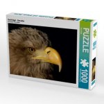 Greifvögel - Seeadler (Puzzle)