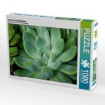 Echeveria scheideckeri (Puzzle)