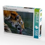 Ein Motiv aus dem Kalender Tiger - die leisen Jäger des Dschungels (Puzzle)