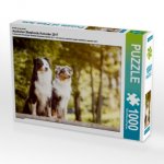 Ein Motiv aus dem Kalender Australian Shepherds Kalender 2017 (Puzzle)