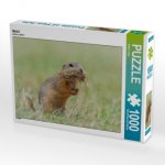 Bild 6 (Puzzle)