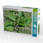 Hosta 'Big Daddy' umgeben von Waldmeister (Puzzle)