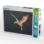Basstölpel im Flug (Puzzle)