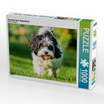 Havanser beim Apportieren (Puzzle)