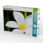 Frangipani Plumeria Obtusa (Puzzle)