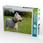 West Highland White Terrier (Puzzle)