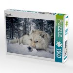 Grau wolf (Puzzle)