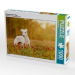 Wiesenwindi im Klee (Puzzle)