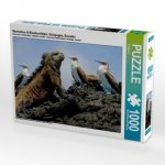 Meerechse & Blaufusstölpel, Galapagos, Ecuador (Puzzle)