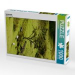 Schafweide (Puzzle)