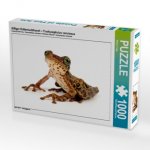 Giftiger Krötenlaubfrosch - Trachycephalus venulosus (Puzzle)