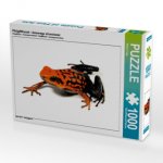 Pfeilgiftfrosch - Ameerega silverstonei (Puzzle)