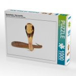 Monokelkobra - Naja kaouthia (Puzzle)