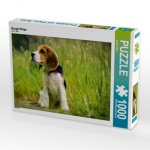 Beagle-Welpe (Puzzle)