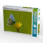 Ein Motiv aus dem Kalender Schmetterlinge-Auf den Wiesen unserer Heimat (Puzzle)