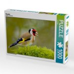 Stieglitz (Puzzle)
