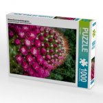 Mammillaria backebergiana (Puzzle)