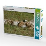 Geparden beim Mittagsschlaf (Puzzle)