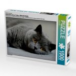 Britischkurzhaar Katze. Ein Motiv aus dem Kalender GRAUE ENGEL (Puzzle)