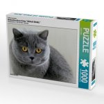 Britischkurzhaar-Katze.Ein Motiv aus dem Kalender 