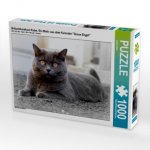 Britischkurzhaar-Katze. Ein Motiv aus dem Kalender`