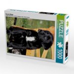 Aussie-Welpe (Puzzle)