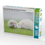 Afrikanischer Weißbauchigel - nicht immer nur ein Einzelgänger (Puzzle)