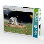 Border Collie Welpe in Holzschale (Puzzle)