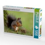 Eichhörnchen mit frisch gepflückter Nusstraube. (Puzzle)