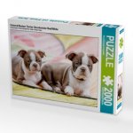 Colored Boston Terrier Geschwister Red/White (Puzzle)