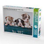 Colored Boston Terrier Geschwister Lilac und Blue / White (Puzzle)