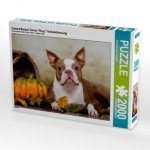 Colored Boston Terrier 