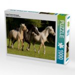 junge Palominohengste (Puzzle)