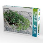 Baum im Fenster (Puzzle)