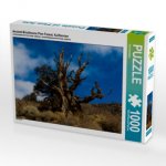 Ancient Bristlecone Pine Forest, Kalifornien (Puzzle)