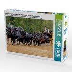 Moritzburger Hengstparade: 16 Hengste vor der Postkutsche! (Puzzle)